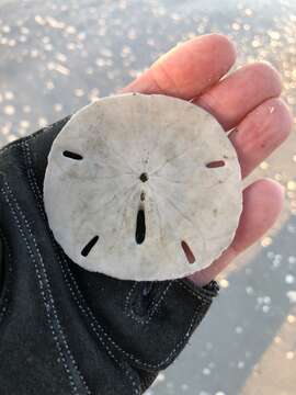 Image of Sand dollar