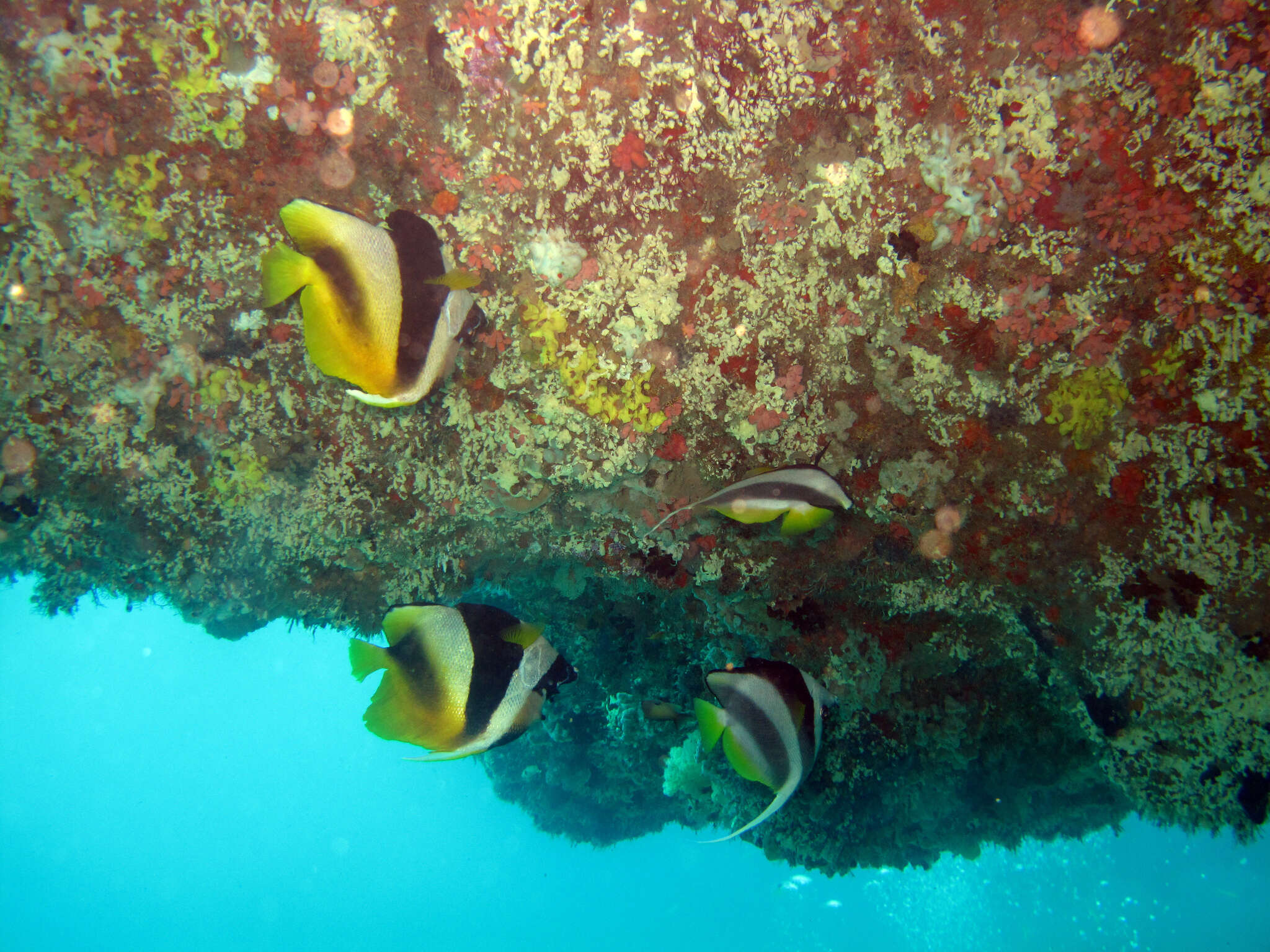 Image of Bannerfish