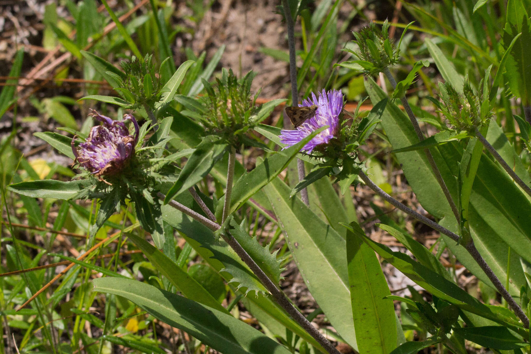 Image of Stokesia