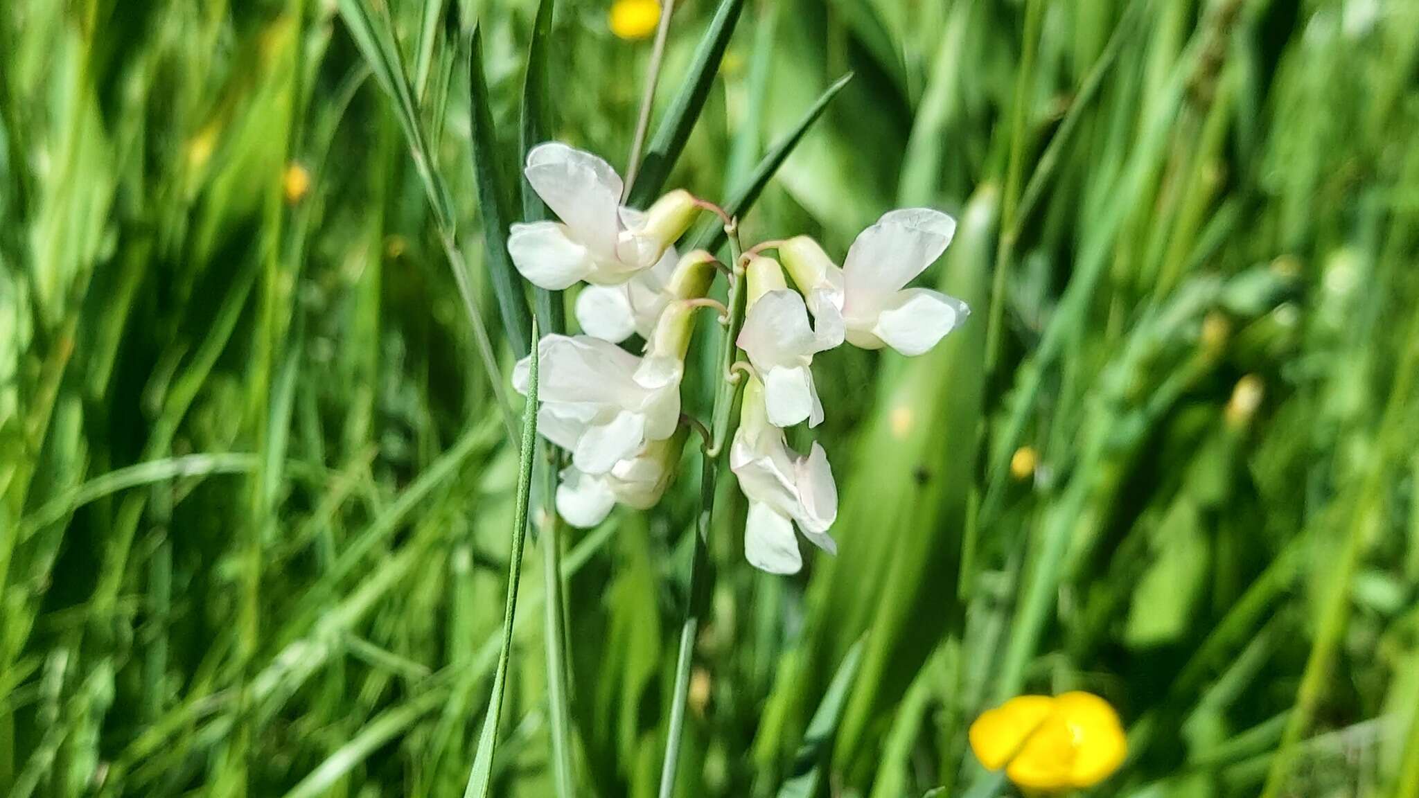 Lathyrus pannonicus subsp. pannonicus resmi