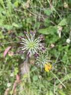 Слика од Chaerophyllum eriopodum (DC.) K. F. Chung