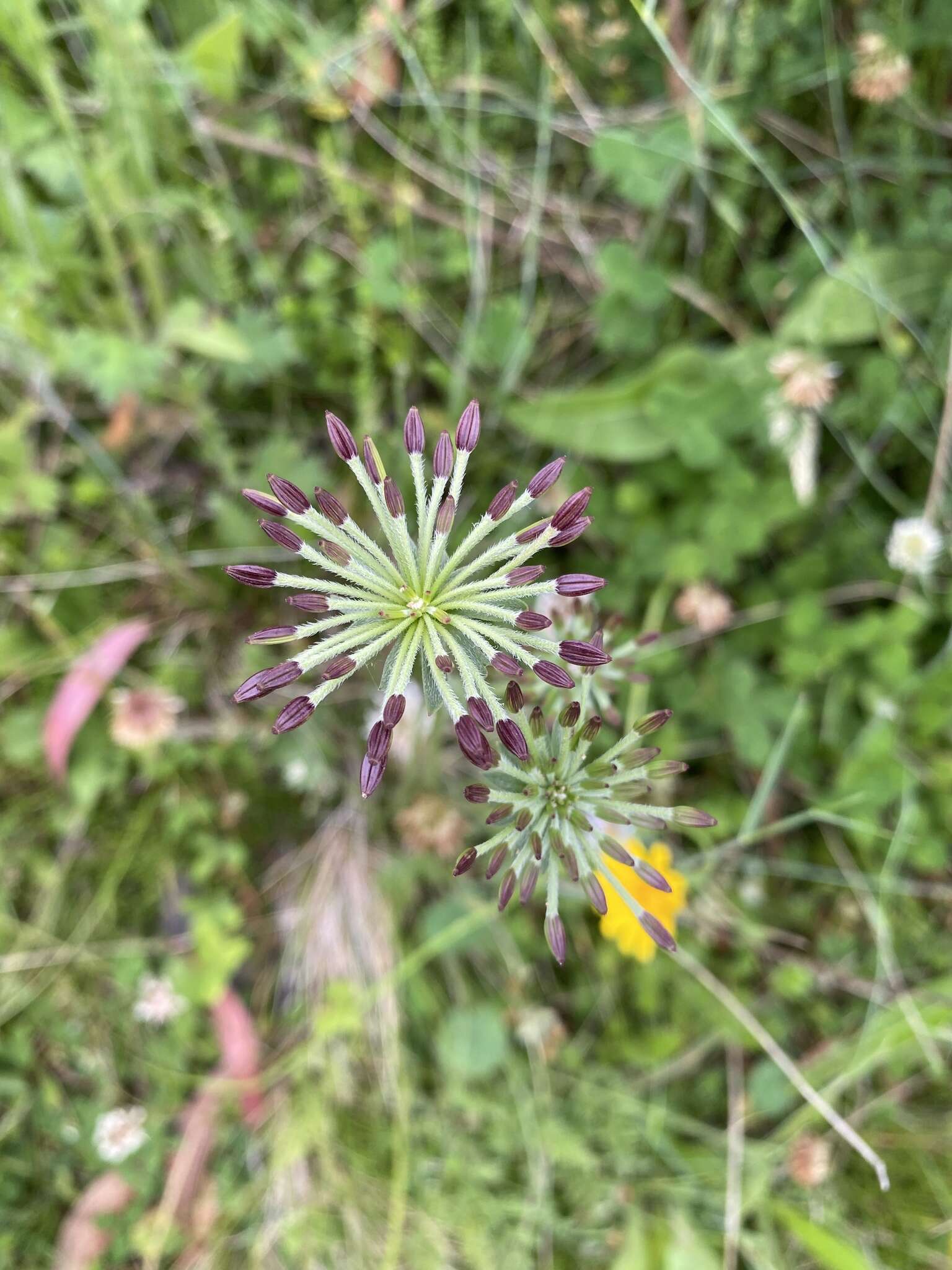 Слика од Chaerophyllum eriopodum (DC.) K. F. Chung