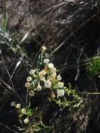 Image of Fabiana denudata Miers