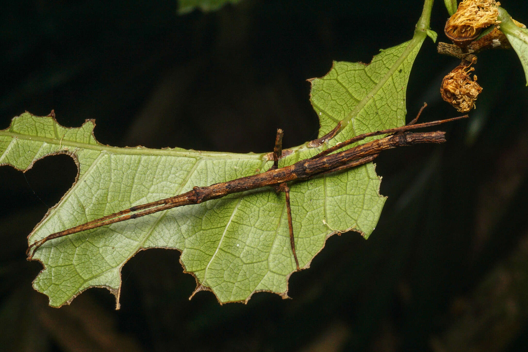 Image of Onchestus gorgus (Westwood 1859)