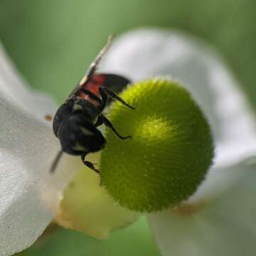 Imagem de Hylaeus nelumbonis (Robertson 1890)