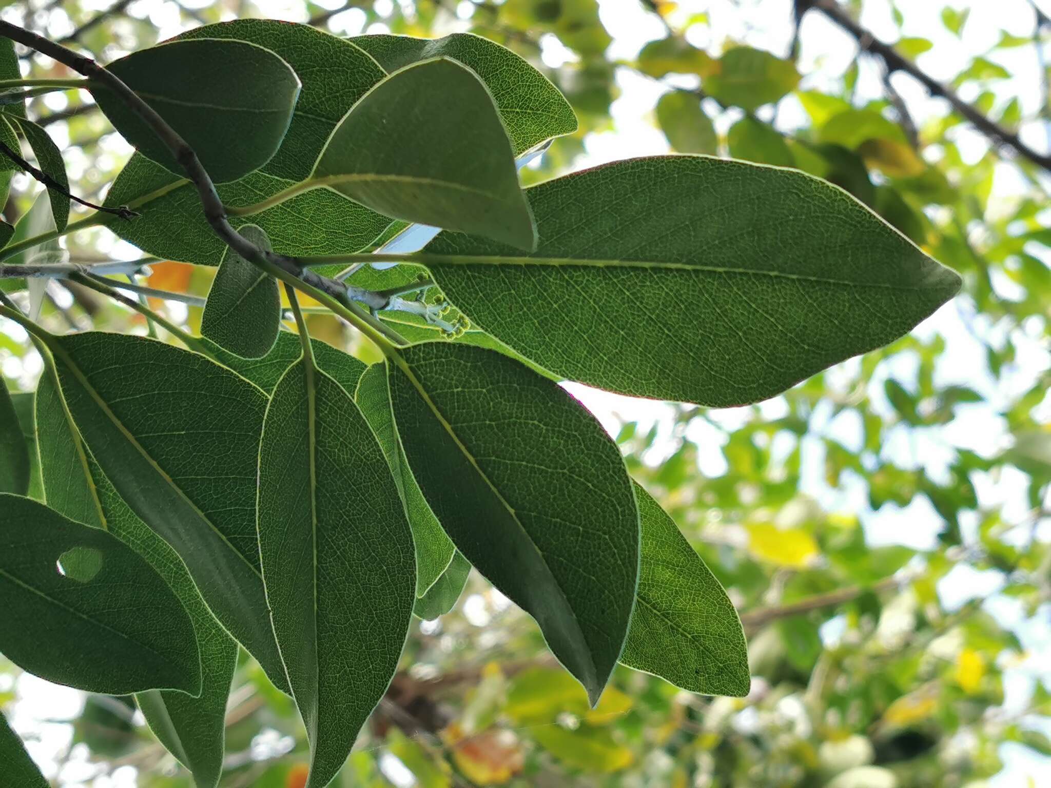 Coptosperma borbonicum (Hend. & Andr. Hend.) De Block resmi