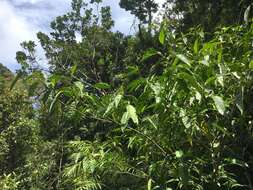 Image of green nightshade