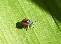 Image of Leaf beetle