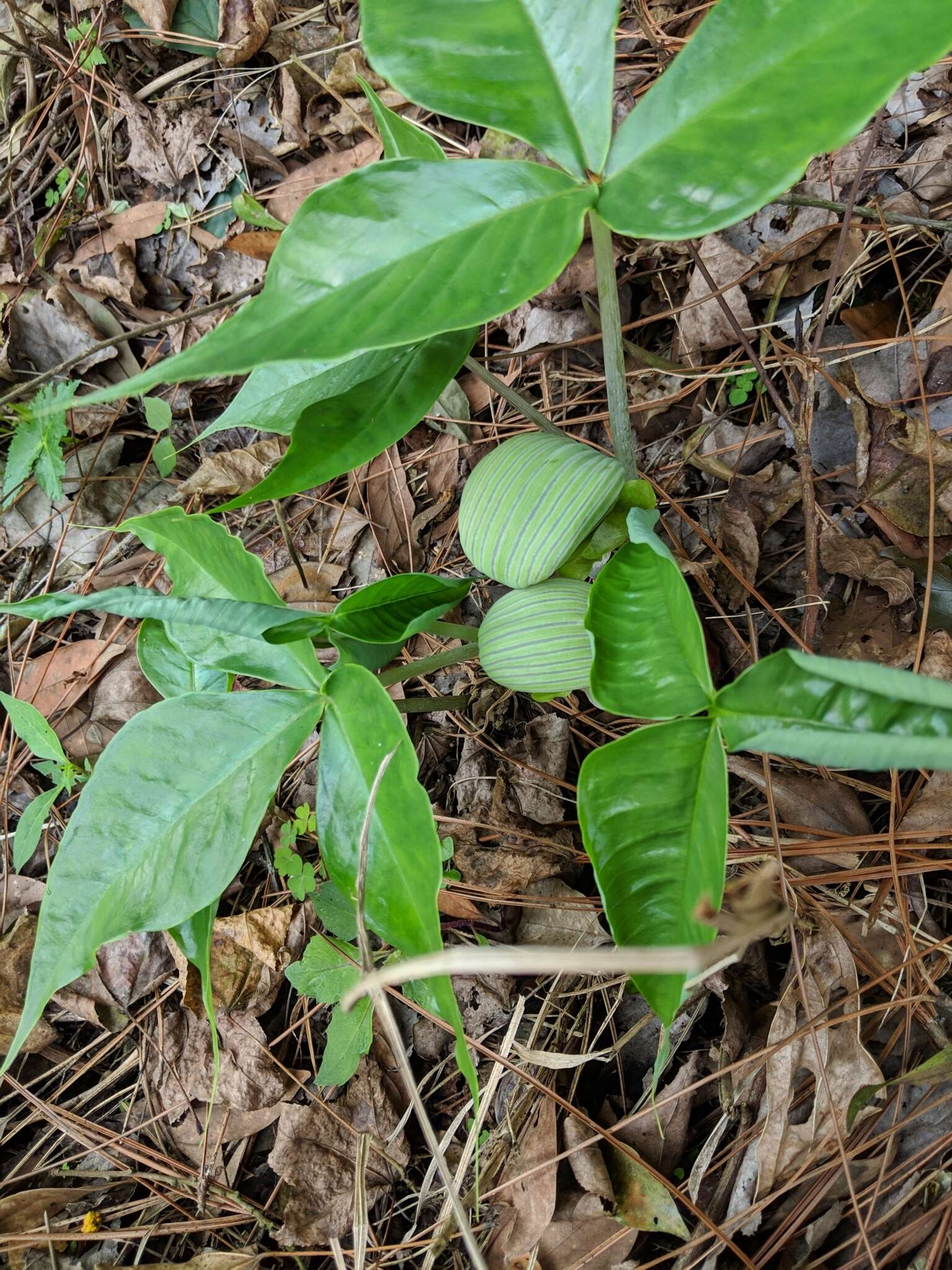 Arisaema ringens (Thunb.) Schott的圖片