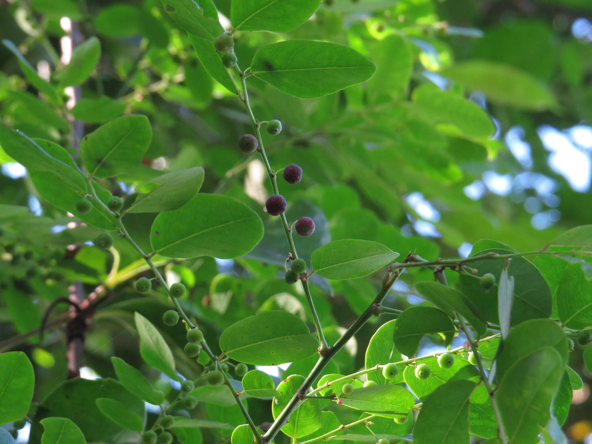 Image de Phyllanthus novae-hollandiae Müll. Arg.