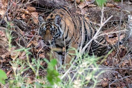 Image of Tiger