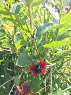 Image of twinberry honeysuckle