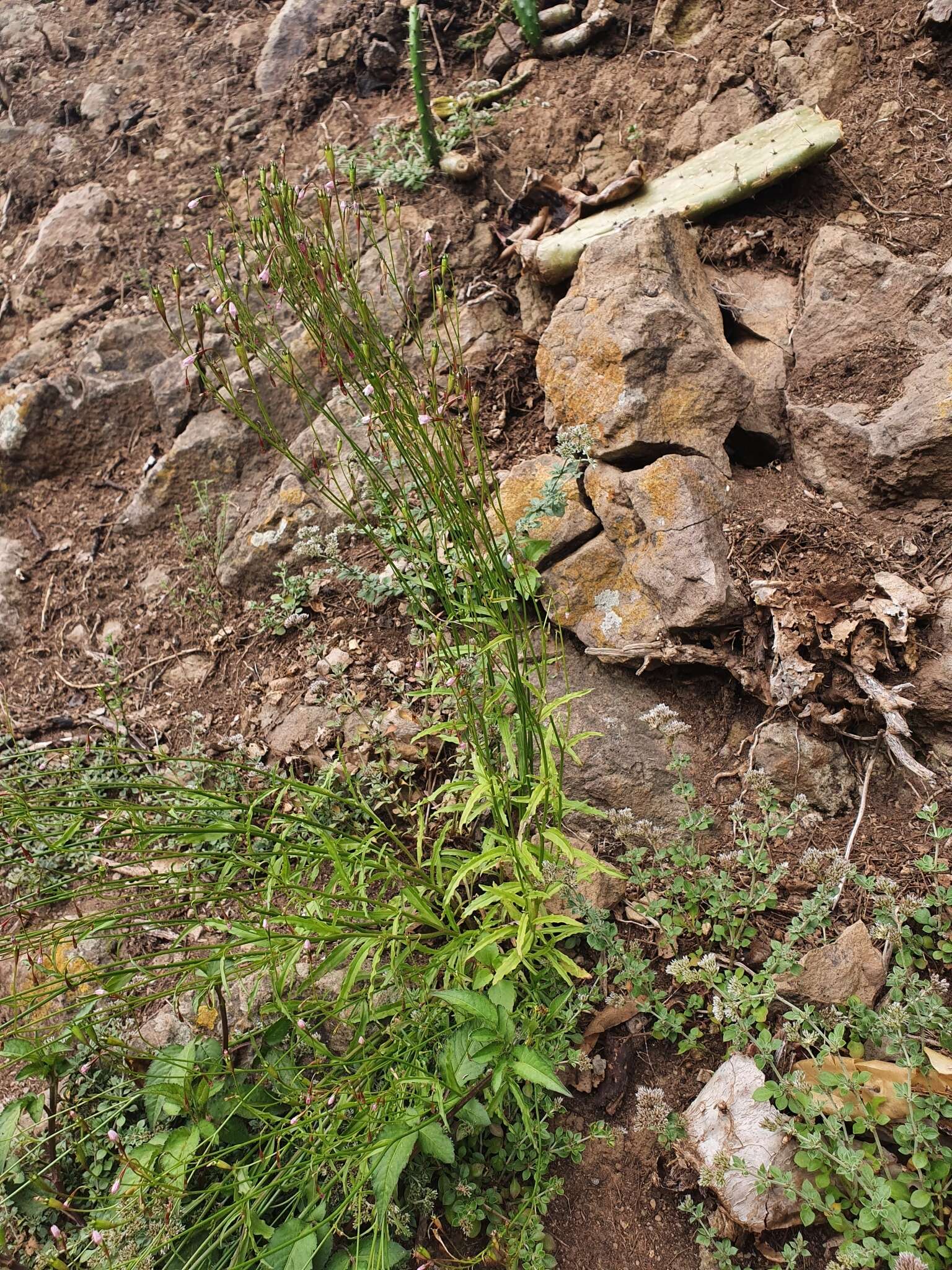 Wahlenbergia lobelioides (L. fil.) Link resmi