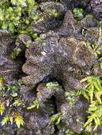 Image of Evans' felt lichen