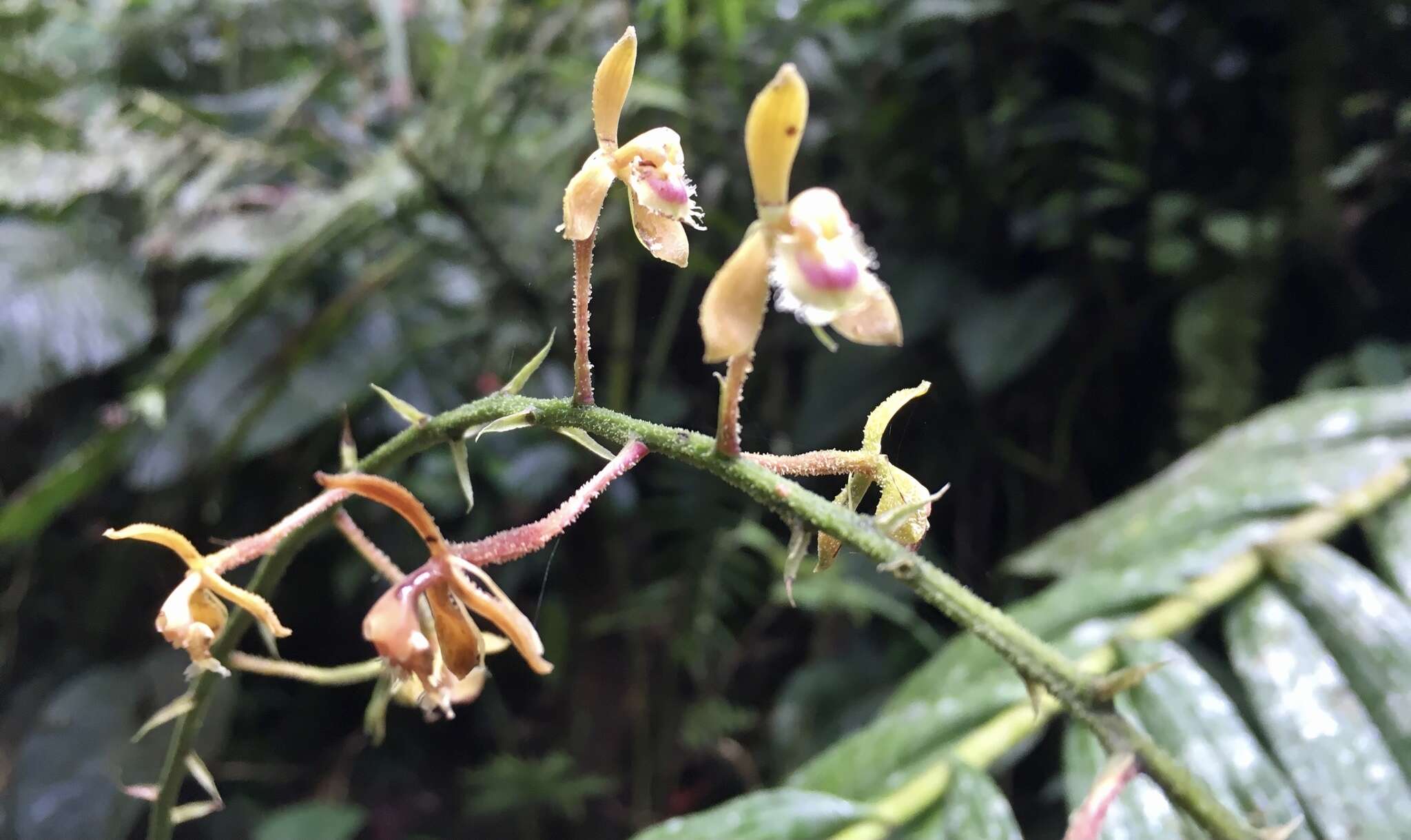 Image of Epidendrum goodspeedianum A. D. Hawkes