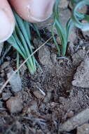 Image of Albuca concordiana Baker