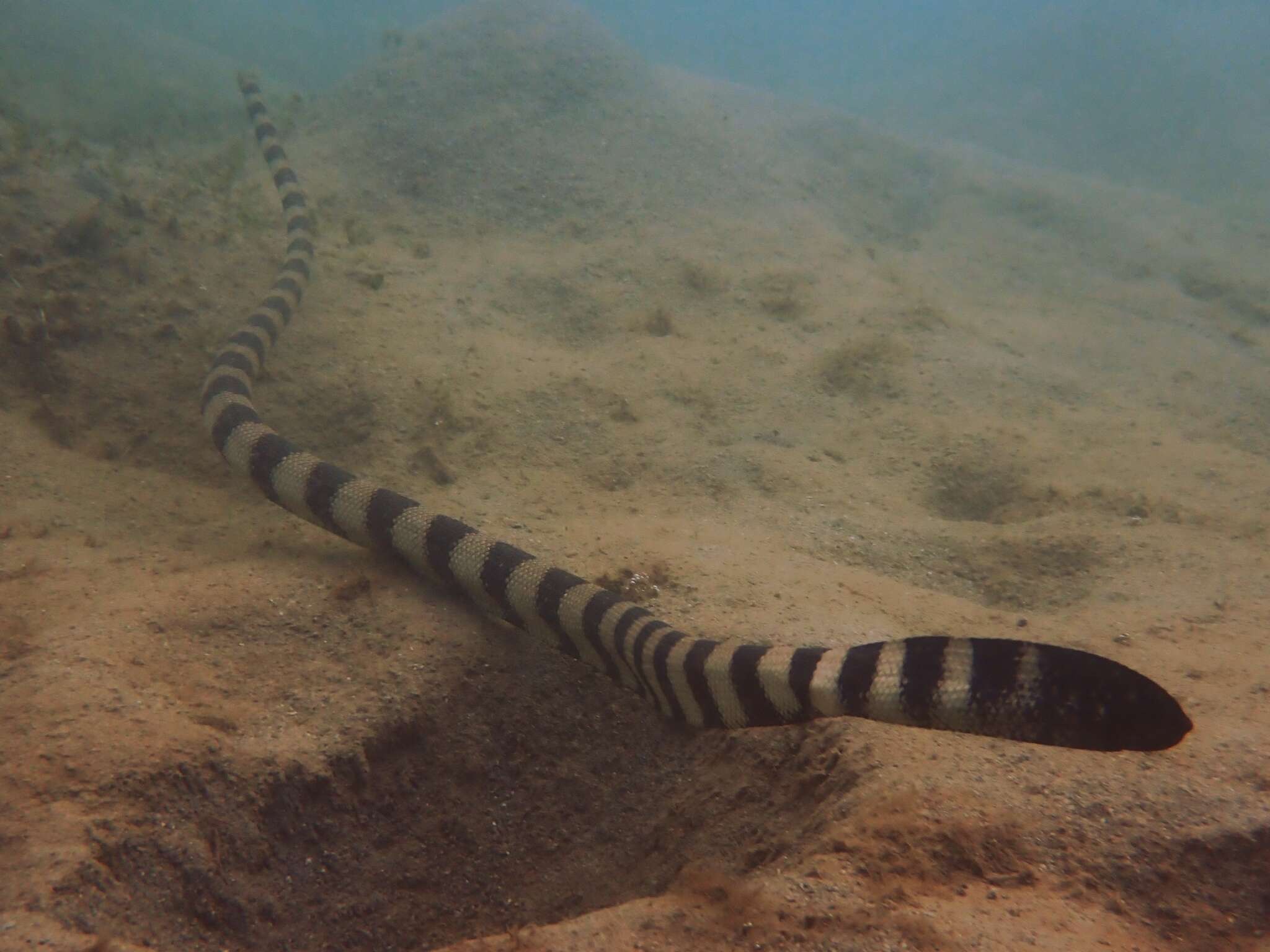 Image of Slender-necked Seasnake