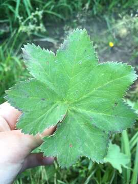 Image of Alchemilla litwinowii Juz.