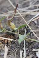 Image of Aristolochia luzmariana F. J. Santana-Michel