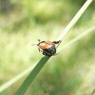 Imagem de Callirhinus metallescens Blanchard 1850