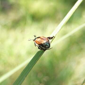 Imagem de Callirhinus