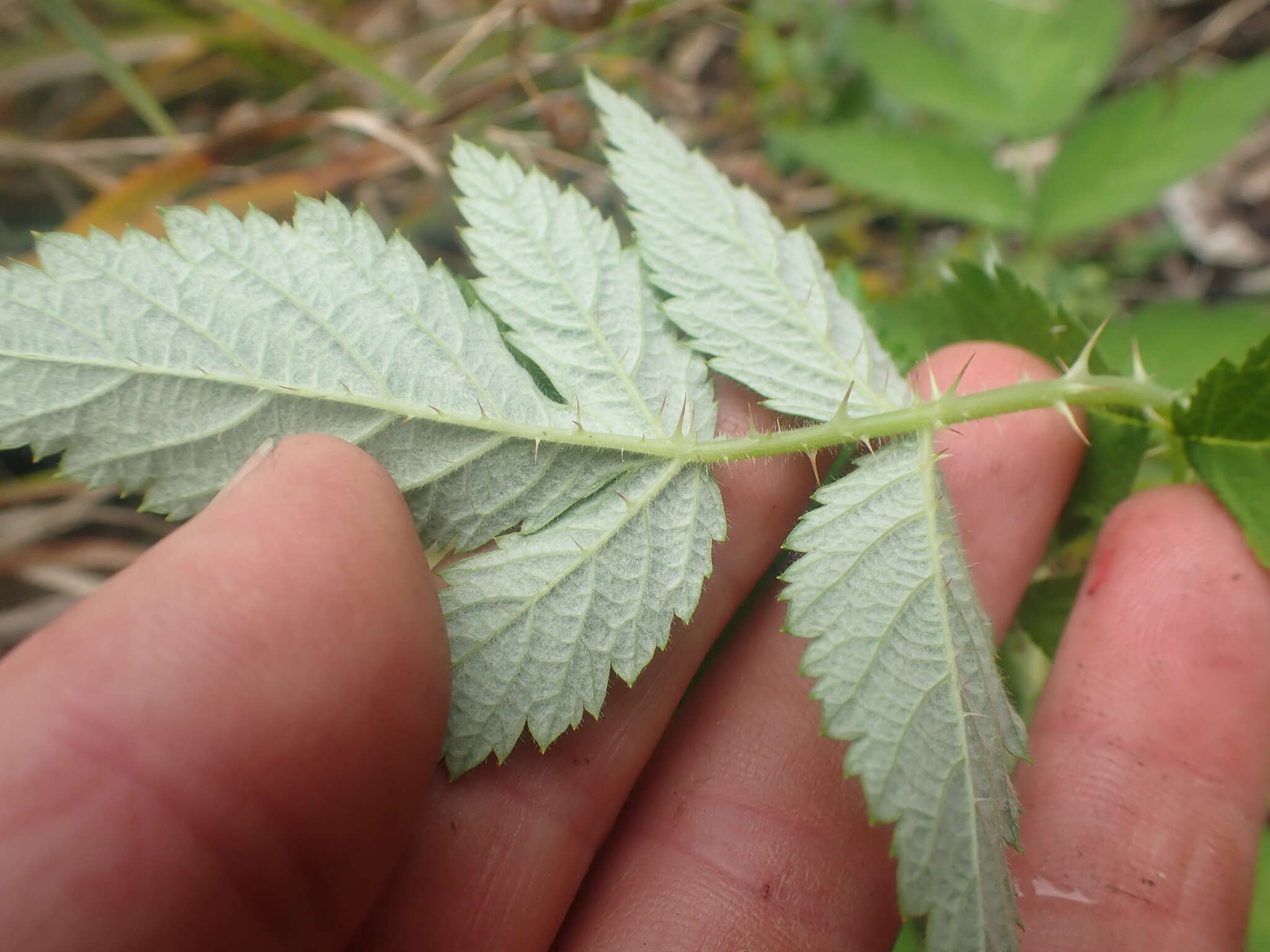 Слика од Rubus cockburnianus Hemsl.