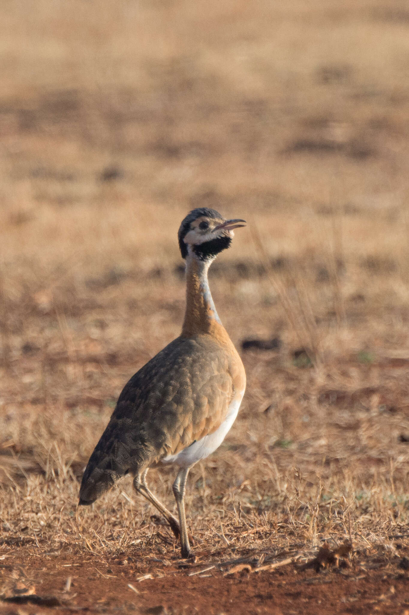 Image of Eupodotis senegalensis barrowii (Gray & JE 1829)