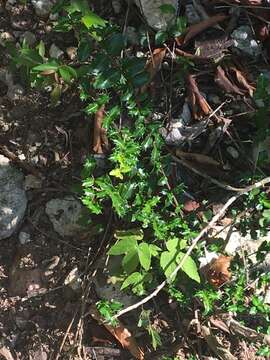 Image of Dwarf Holly