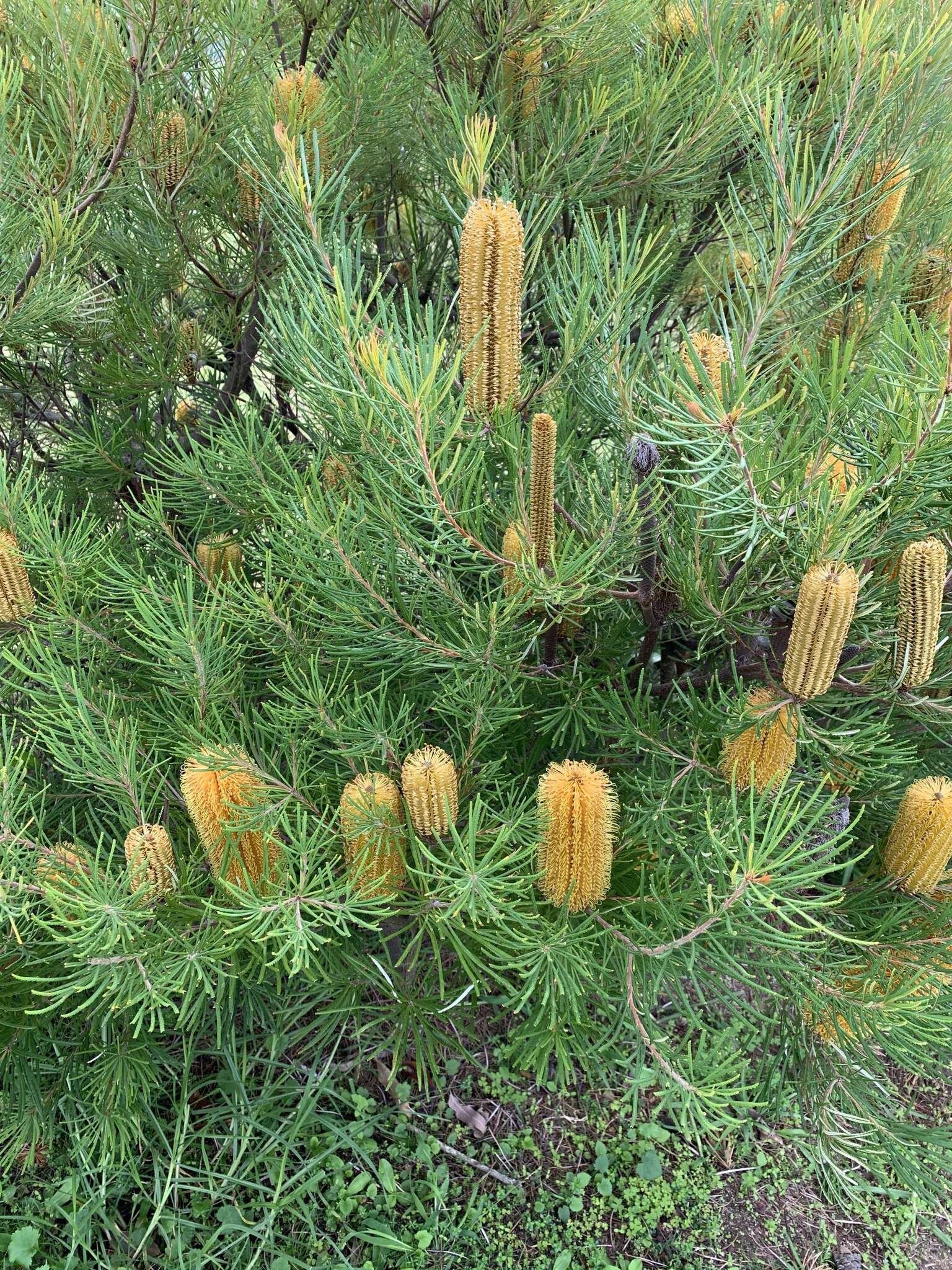 Imagem de Banksia spinulosa Sm.