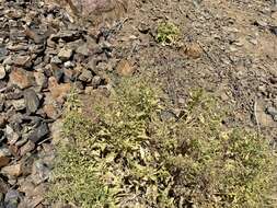 Image of desert figwort