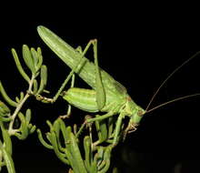 Sivun Capnobotes occidentalis (Thomas & C. 1872) kuva