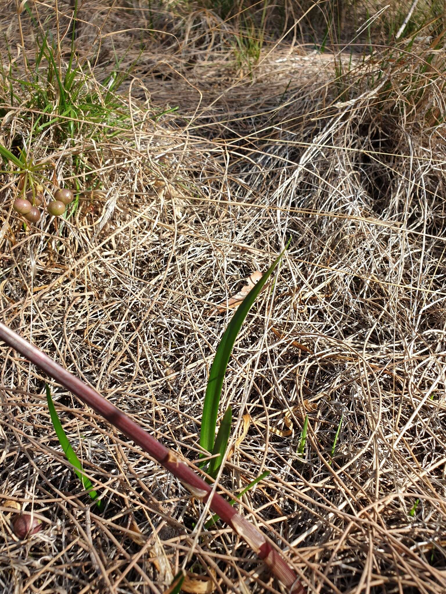 Image of Calostemma purpureum R. Br.