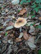 Image of Cortinarius livido-ochraceus (Berk.) Berk. 1860