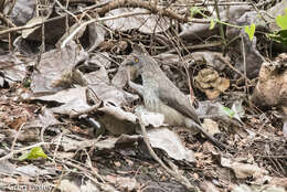 Image of Arrow-marked Babbler