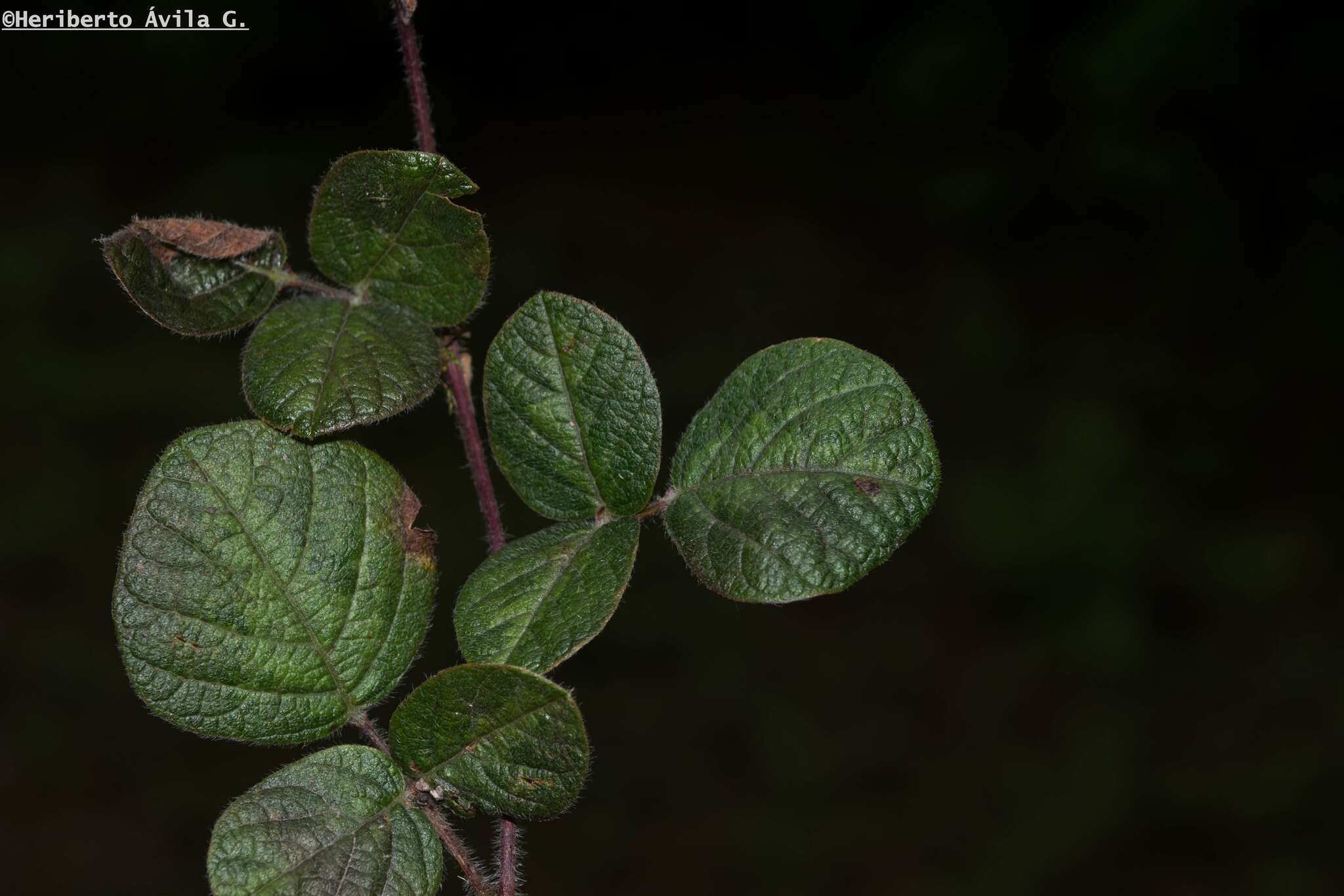 Desmodium molliculum (Kunth) DC. resmi