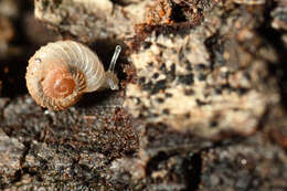 Image of ribbed grass snail