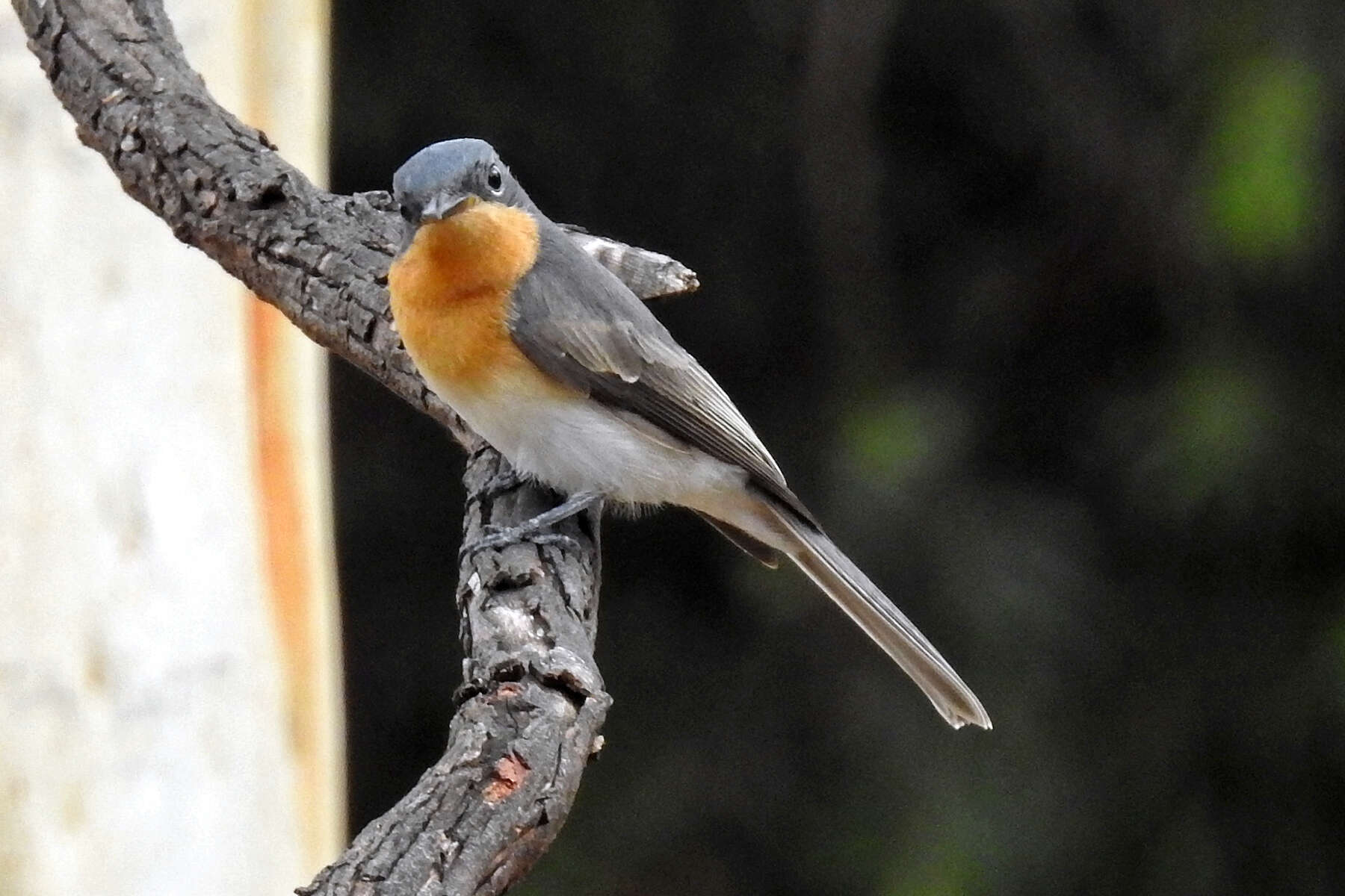 Image of Myiagra rubecula rubecula (Latham 1801)