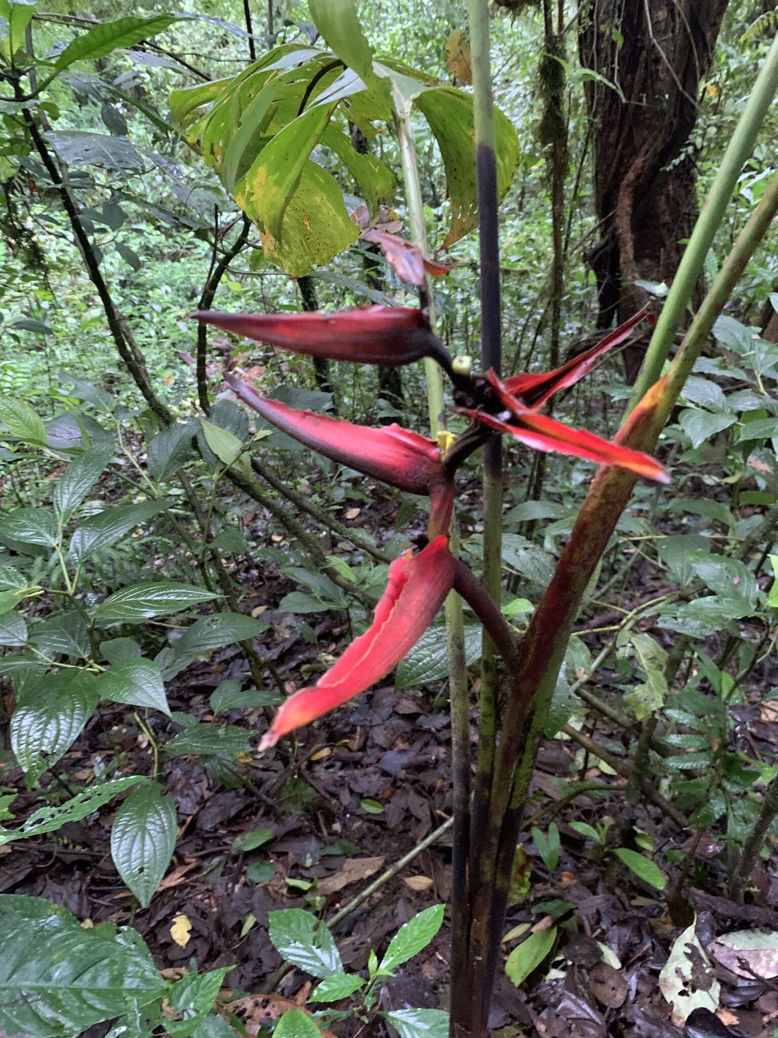 Image of Heliconia tortuosa Griggs