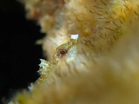 Image of Red-black triplefin