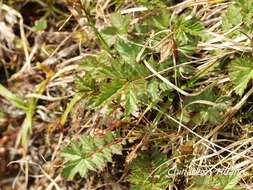 Image of Filipendula kiraishiensis Hayata