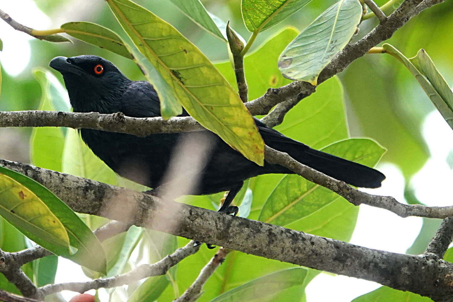 Plancia ëd Aplonis cantoroides (Gray & GR 1862)