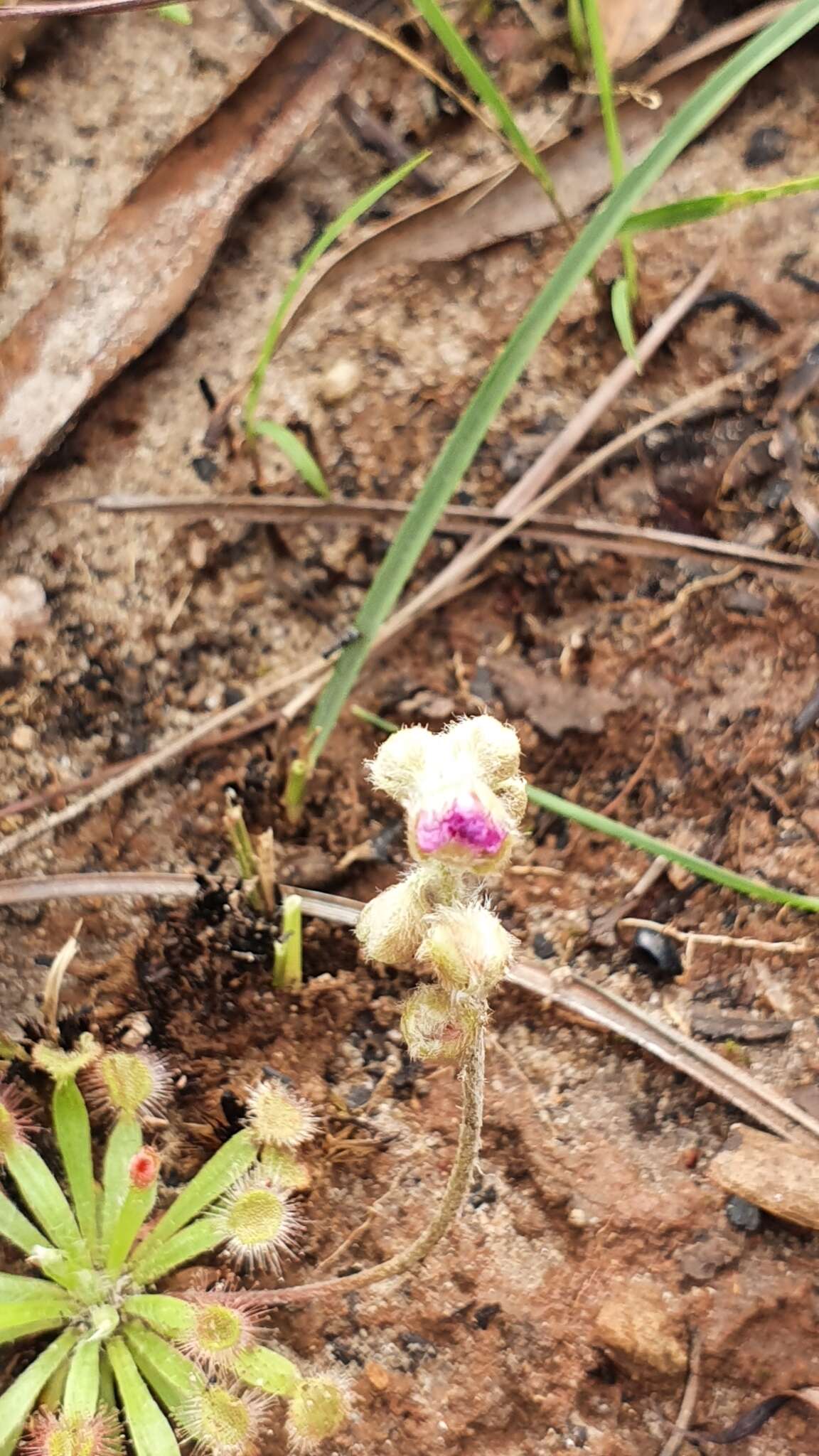 Image of Drosera darwinensis Lowrie