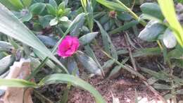 Image of Paraguayan purslane