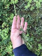 Image of blue nodding locoweed