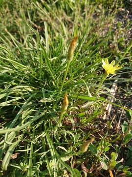 Image of Podospermum canum C. A. Mey.