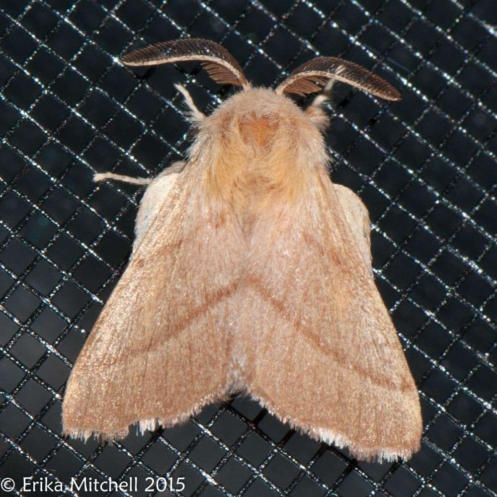 Image of Forest Tent Caterpillar Moth