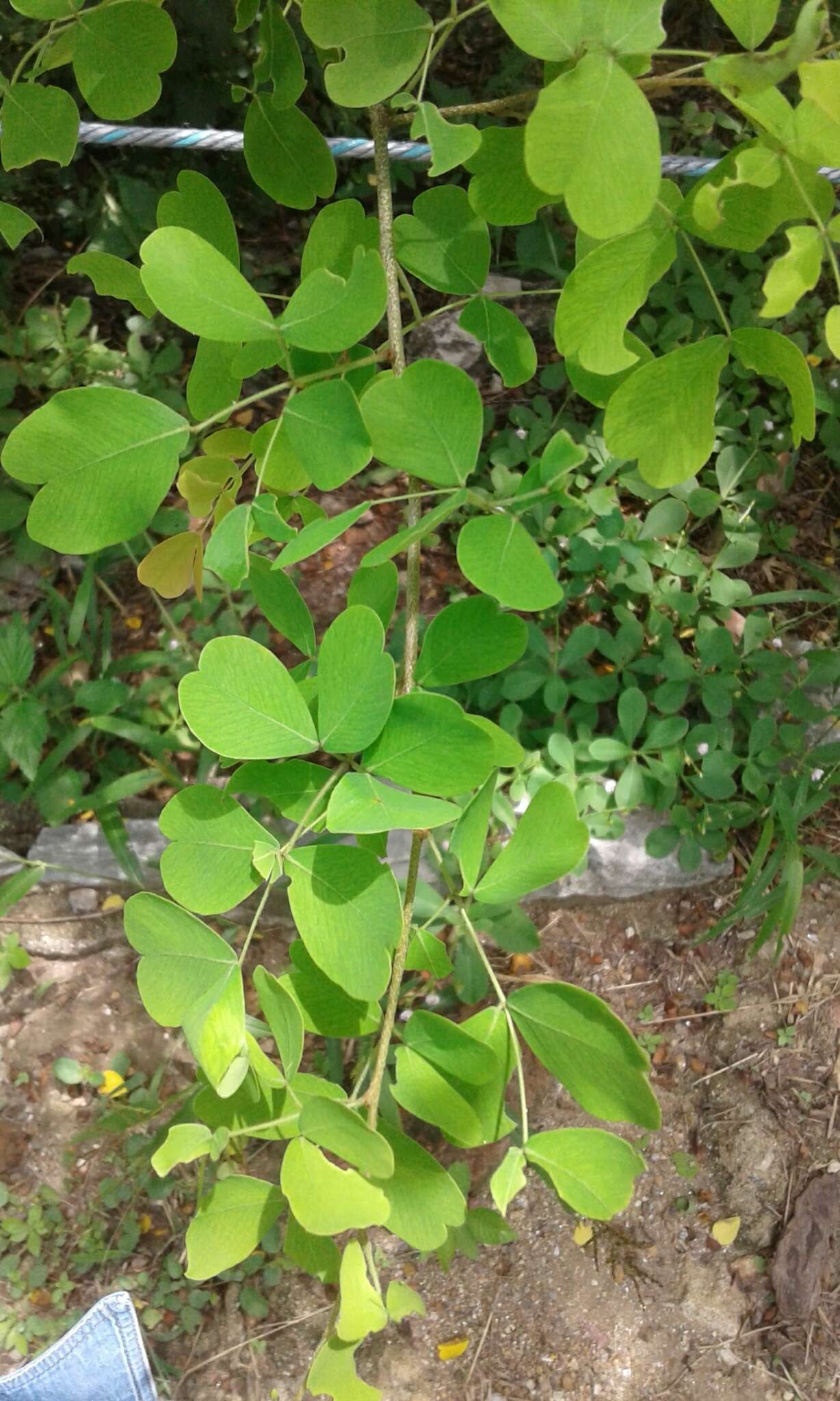 Image of haematoxylum