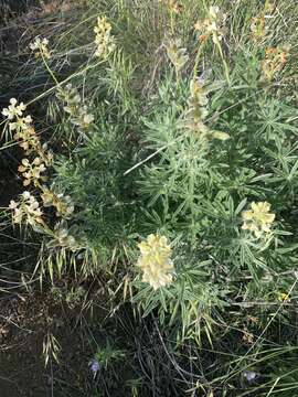 Image of sulphur lupine