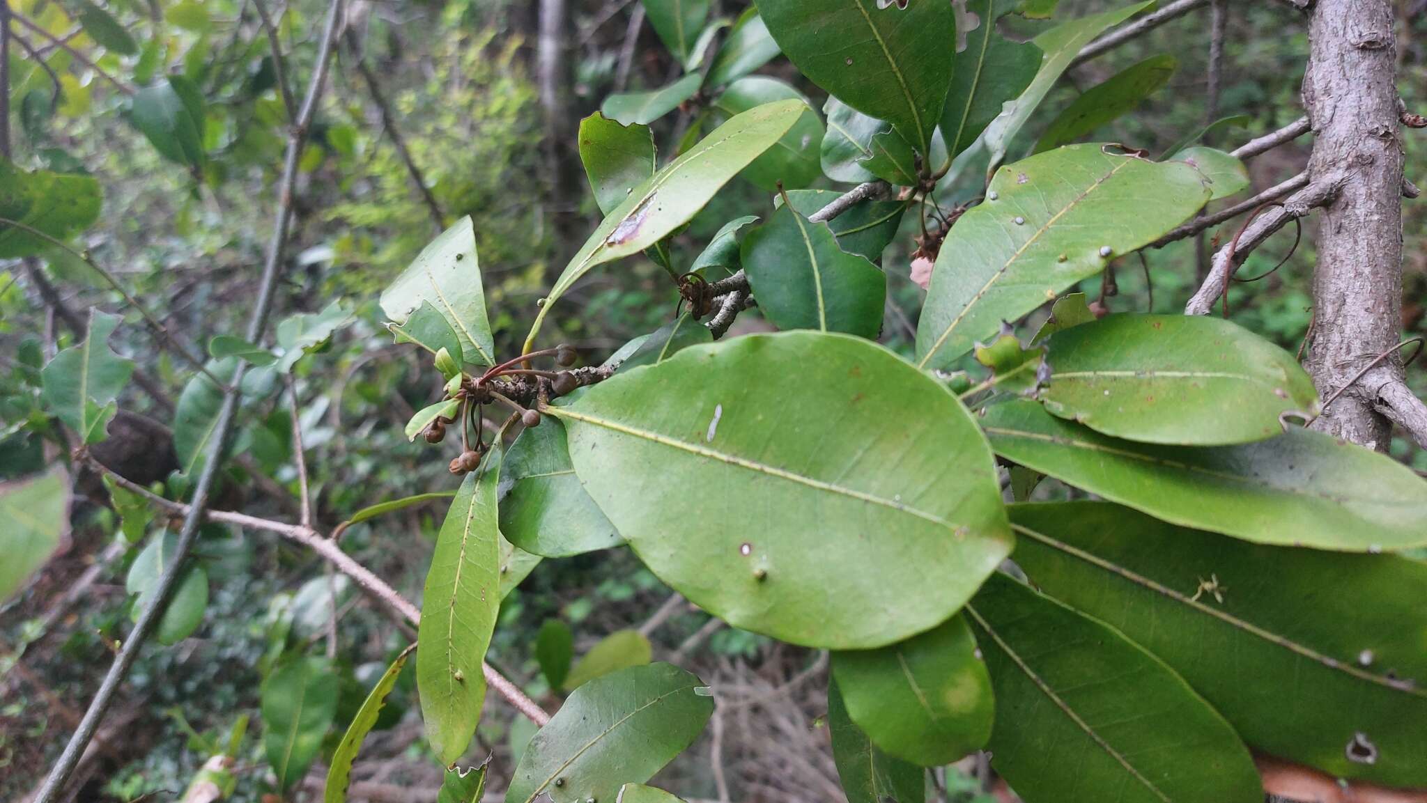 Слика од Vitellariopsis marginata (N. E. Br.) Aubrév.