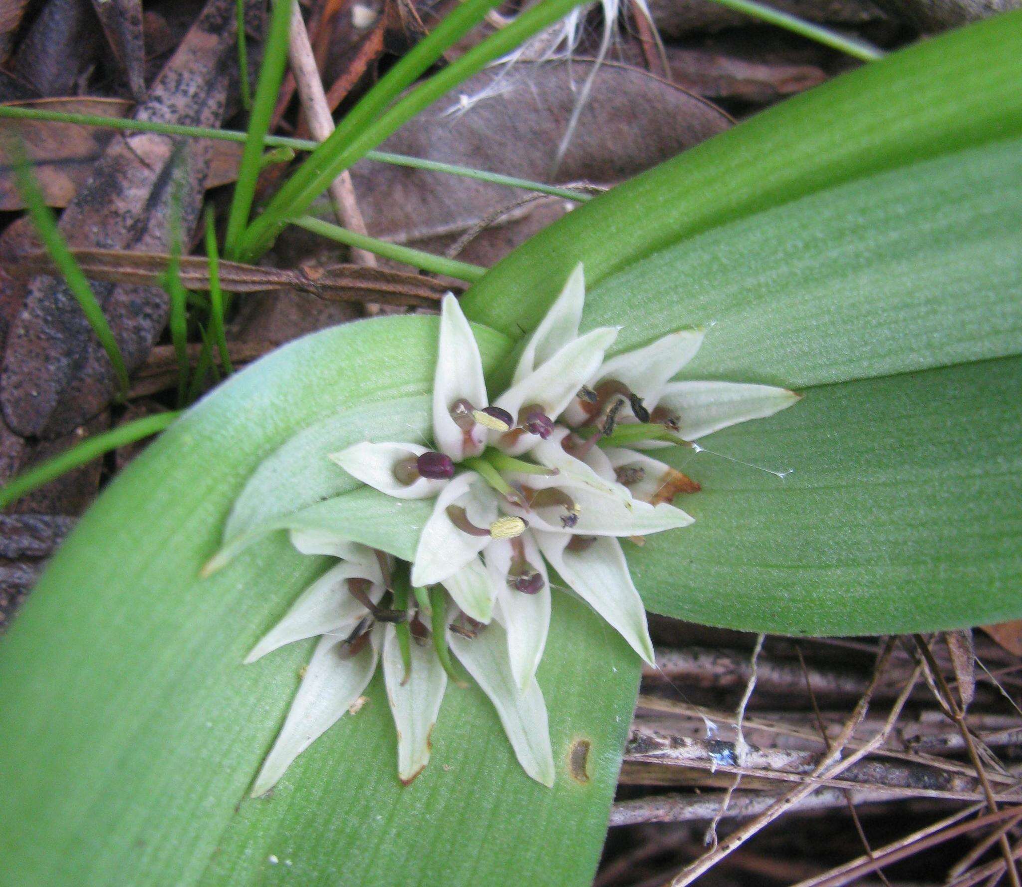 Image of Androcymbium longipes Baker